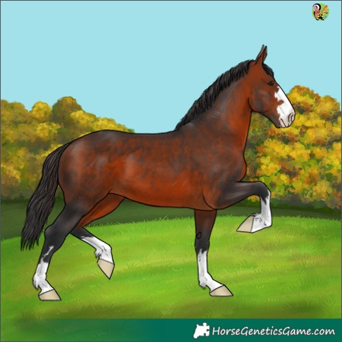 Horse Color:Brown 