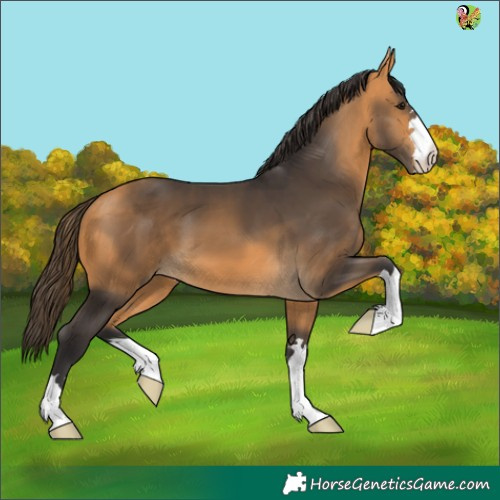 Horse Color:Buckskin 