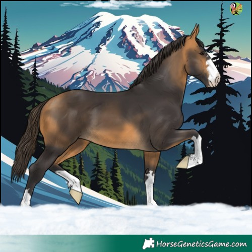 Horse Color:Buckskin 