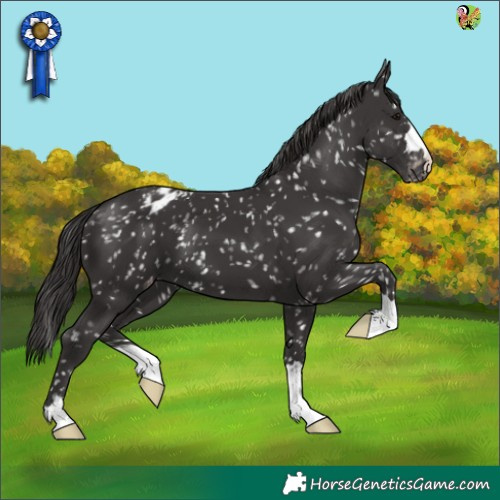 Horse Color:Smoky Black Appaloosa 