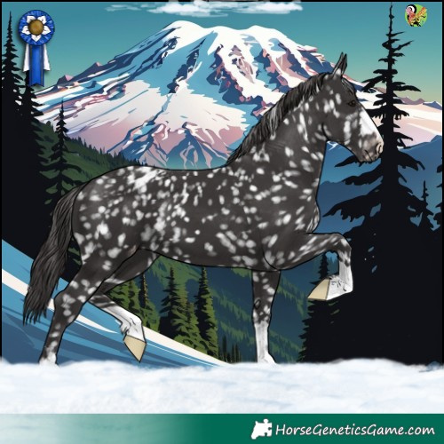 Horse Color:Smoky Black Appaloosa 