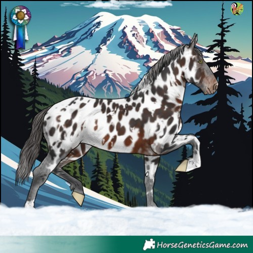 Horse Color:White Spotted Brown Near Leopard 