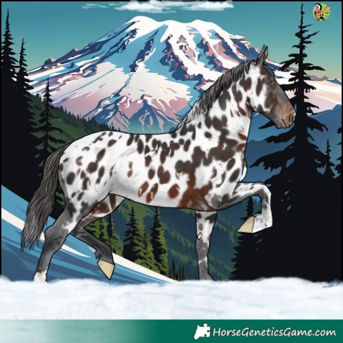 Horse Color:White Spotted Brown Appaloosa 