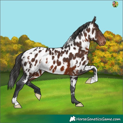 Horse Color:White Spotted Brown Appaloosa 