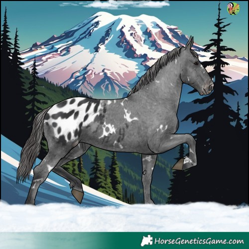 Horse Color:White Spotted Black Appaloosa 