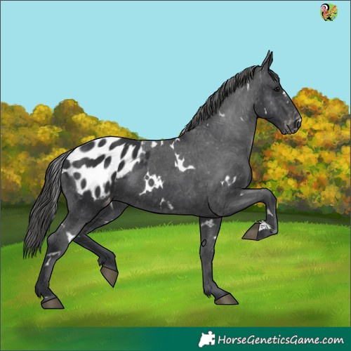 Horse Color:White Spotted Black Appaloosa 