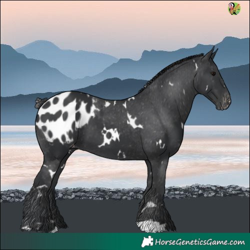 Horse Color:White Spotted Black Blanket 