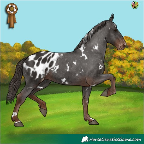 Horse Color:White Spotted Liver Chestnut Appaloosa 