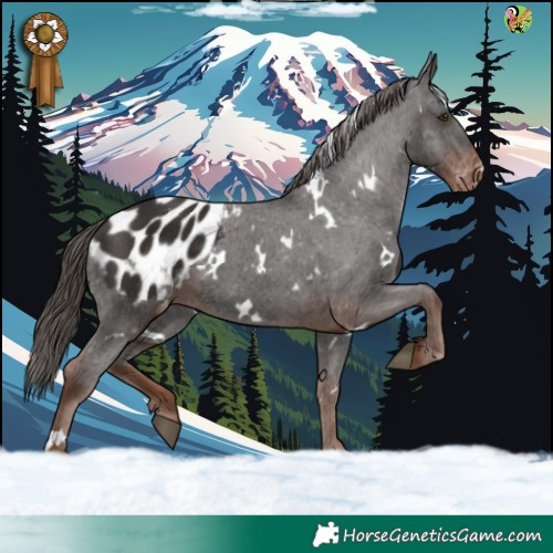 Horse Color:White Spotted Liver Chestnut Blanket 