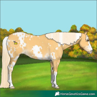 Horse Color:White Spotted Palomino Dun 