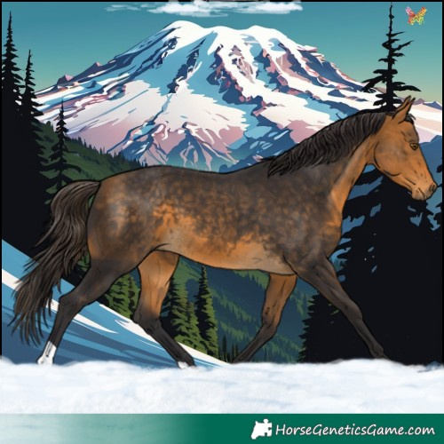 Horse Color:Buckskin 