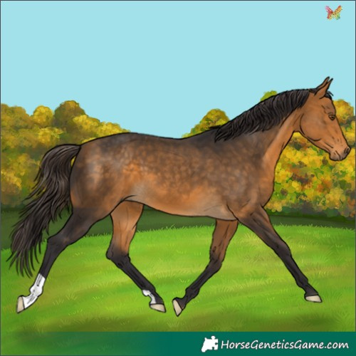 Horse Color:Buckskin 