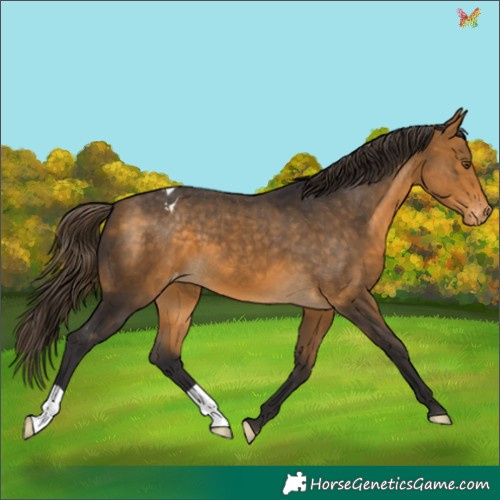 Horse Color:Buckskin Appaloosa 