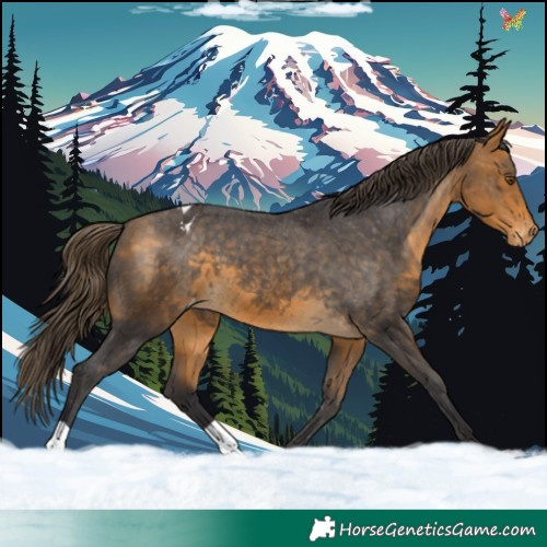 Horse Color:Buckskin Appaloosa 