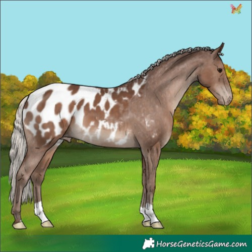 Horse Color:Silver Black Appaloosa 