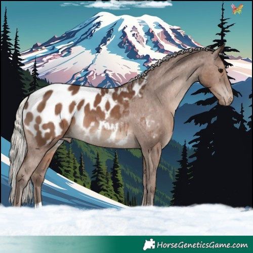 Horse Color:Silver Black Appaloosa 