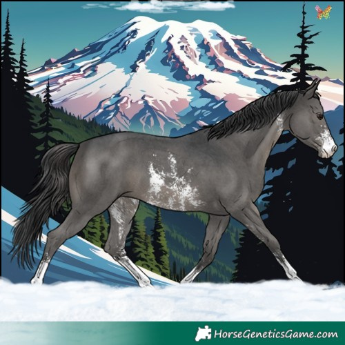 Horse Color:Black Sabino 