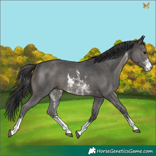 Horse Color:Black Sabino 