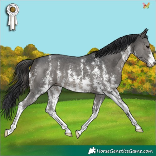 Horse Color:Black Sabino 