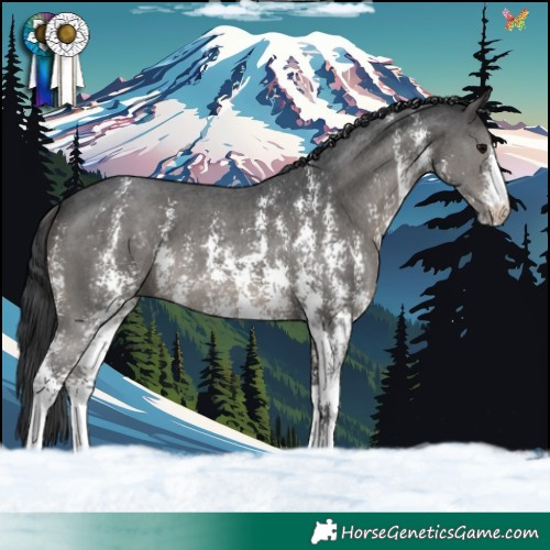 Horse Color:Black Sabino 