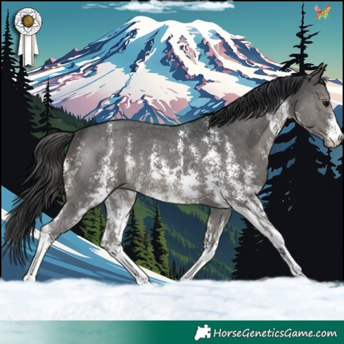 Horse Color:Black Sabino 