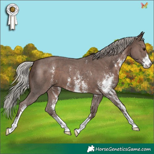 Horse Color:Silver Black Sabino 