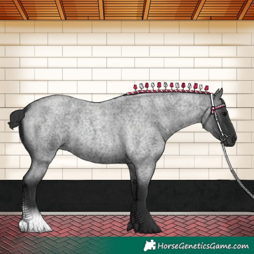 Horse Color:Blue Roan 