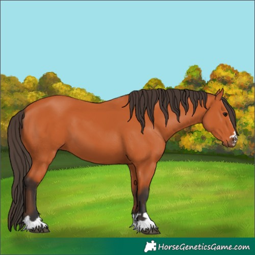 Horse Color:Bay 