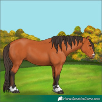 Horse Color:Bay 