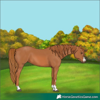 Horse Color:Chestnut 