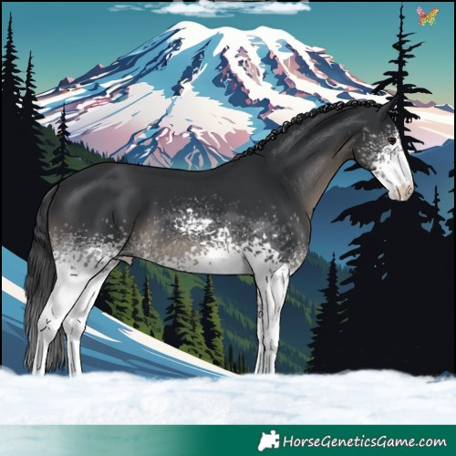 Horse Color:White Spotted Black 