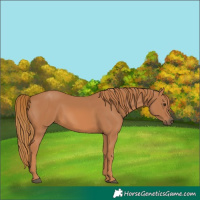 Horse Color:Chestnut 