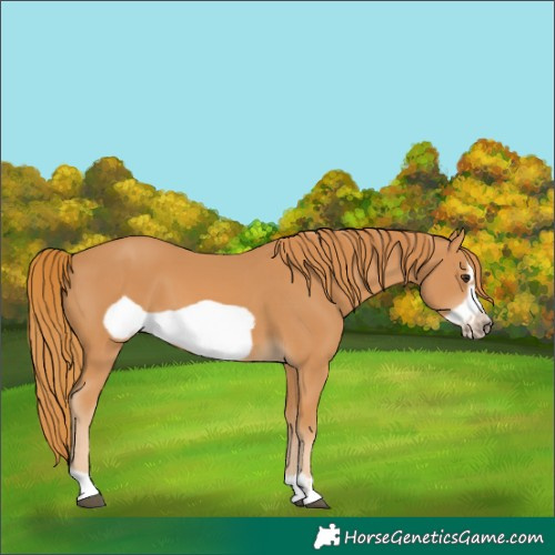 Horse Color:Chestnut Frame 