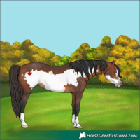 Horse Color:Bay Frame 