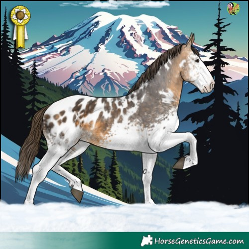 Horse Color:White Spotted Buckskin Appaloosa 