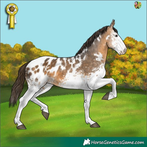 Horse Color:White Spotted Buckskin Appaloosa 