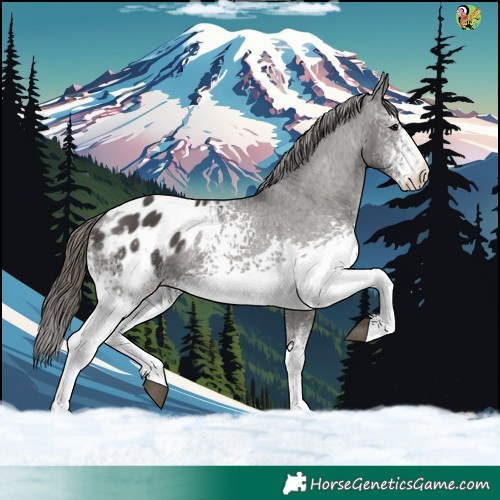 Horse Color:White Spotted Smoky Black Appaloosa 