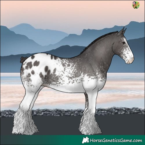 Horse Color:White Spotted Smoky Black Blanket 