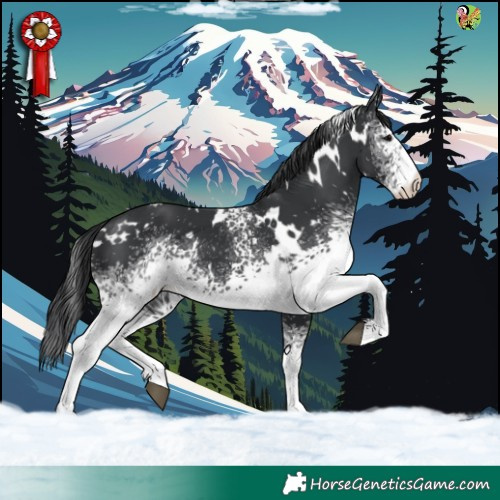 Horse Color:White Spotted Black 