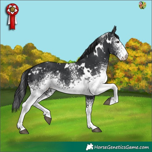 Horse Color:White Spotted Black 