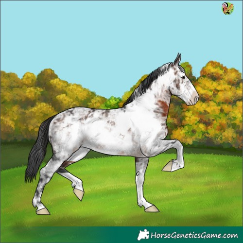 Horse Color:Brown Ice Frame Rabicano 