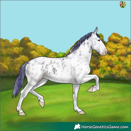 Horse Color:Watercolor White Spotted Brown Ice Splash Appaloosa 