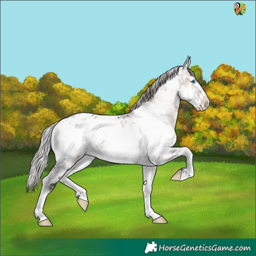 Horse Color:White Spotted Silver Brown Ice Onyx Frame Appaloosa Rabicano 