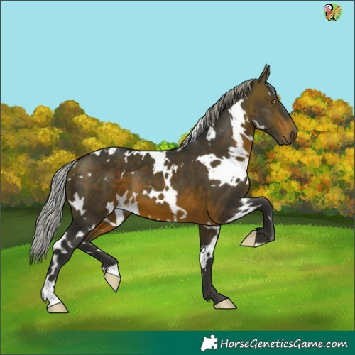 Horse Color:White Spotted Silver Brown 
