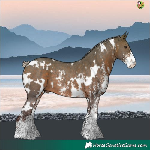 Horse Color:White Spotted Silver Brown Sabino Rabicano 