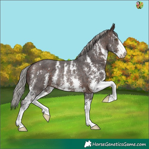 Horse Color:Silver Brown Sabino Rabicano 