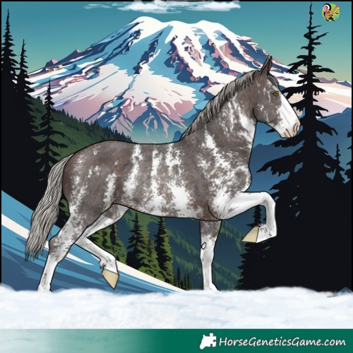 Horse Color:Silver Brown Sabino Rabicano 