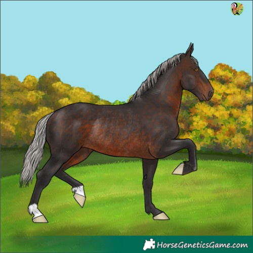 Horse Color:Silver Brown Rabicano 