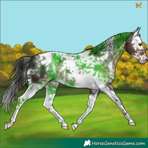 Horse Color:Liver Chestnut Sabino Splash Tobiano 