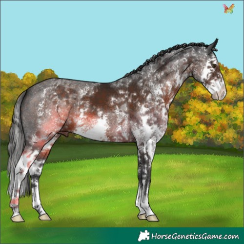 Horse Color:Liver Chestnut Sabino Splash 